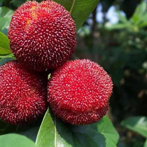 杨梅树苗黑炭图片_杨梅树苗黑炭大全/细节图 - 搜好货网海量高清精选