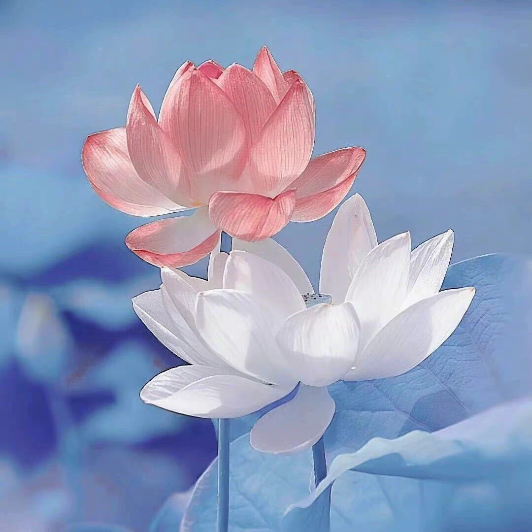 清新脱俗的头像喊你姐妹换上