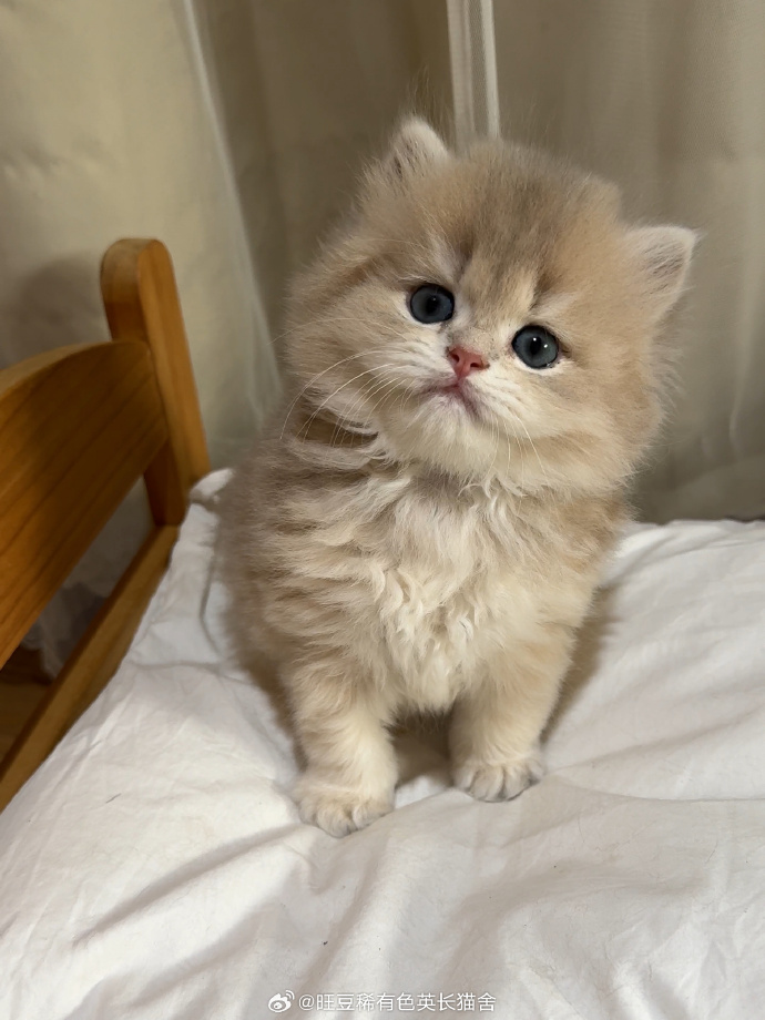 奶豆窝次九宫格  这窝真的是每一只的颜值都超高  #长毛蓝金渐层##金