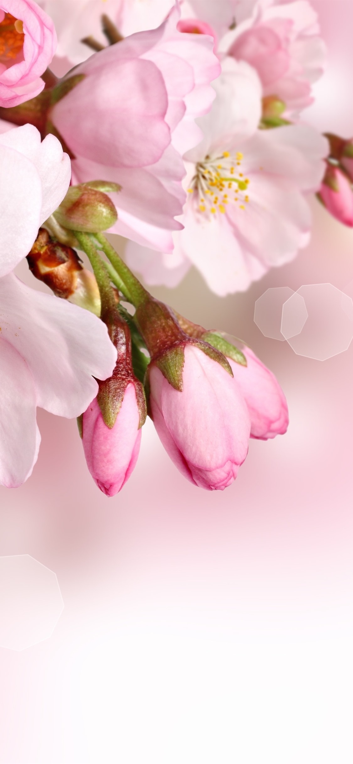 iphone 壁纸 粉红色的樱花,花朵特写,花瓣,朦胧