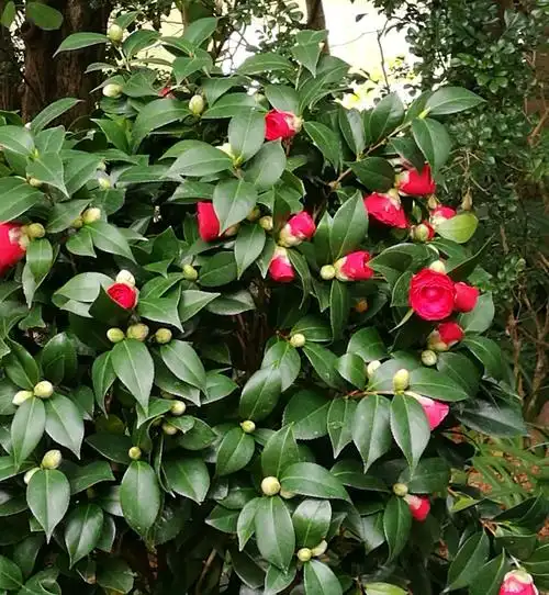 茶花欣赏 - 美篇