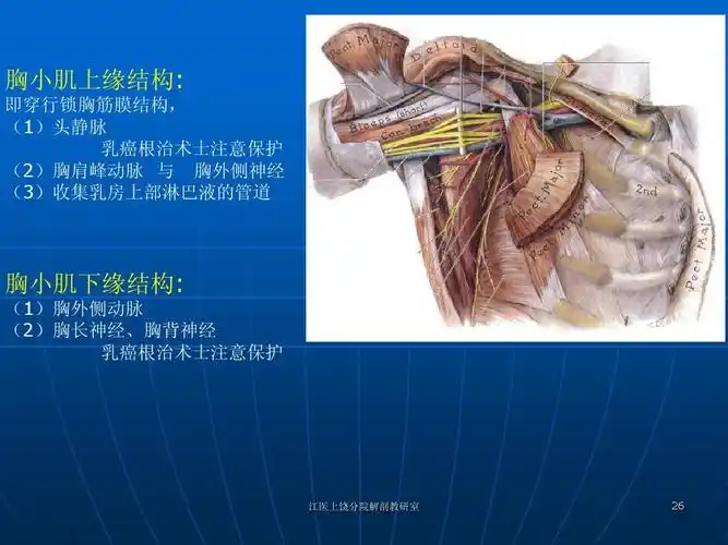基础医学 局部解剖学 上肢ppt 胸小肌上缘结构: 即穿行锁胸筋膜结构