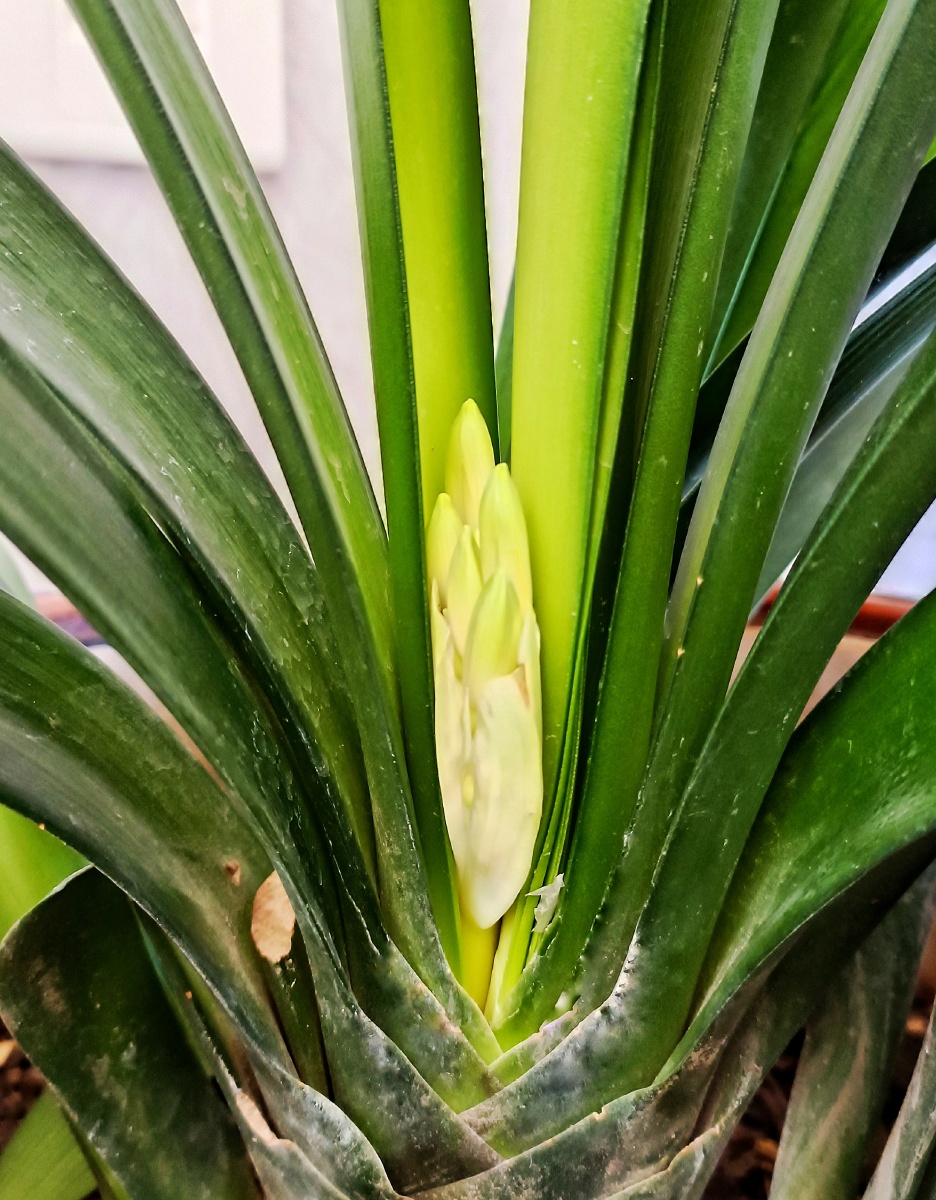 细叶黄花君子兰是窄叶片开黄色花朵的君子兰是从南非澳大利亚日本等国