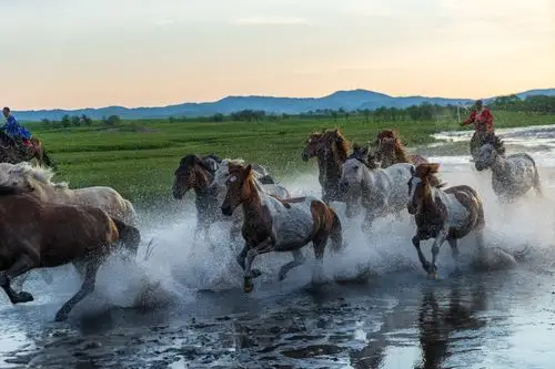 2019年坝上草原行(上篇)-夏天的草原,草木葱茏,鲜花盛开.