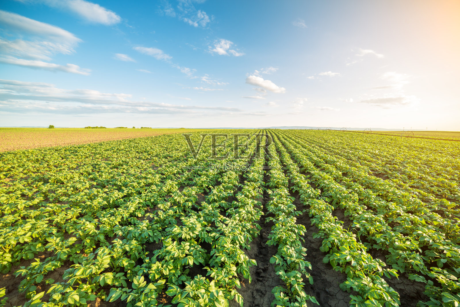 绿油油的田野里马铃薯成行照片摄影图片