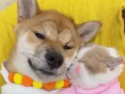 猫咪撒娇卖萌_猫咪撒娇卖萌的说说_猫咪撒娇卖萌表情包 - 抖音