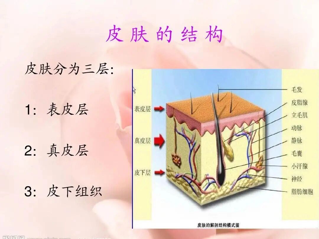皮肤的三大层五小层,做皮肤管理一定要会的 我们皮肤分为三大层,五小