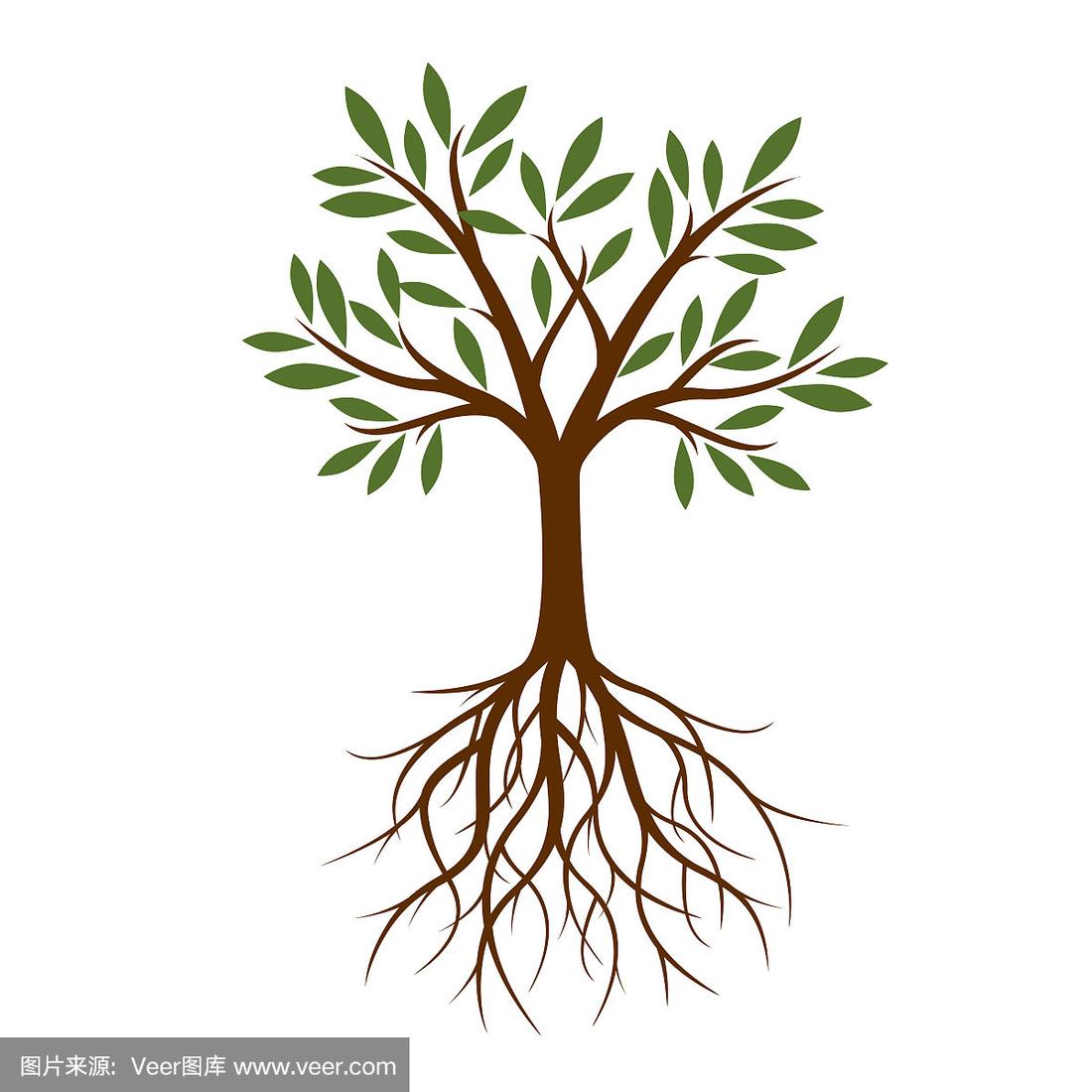 根部,绘画插图,彩色图片,矢量,自然