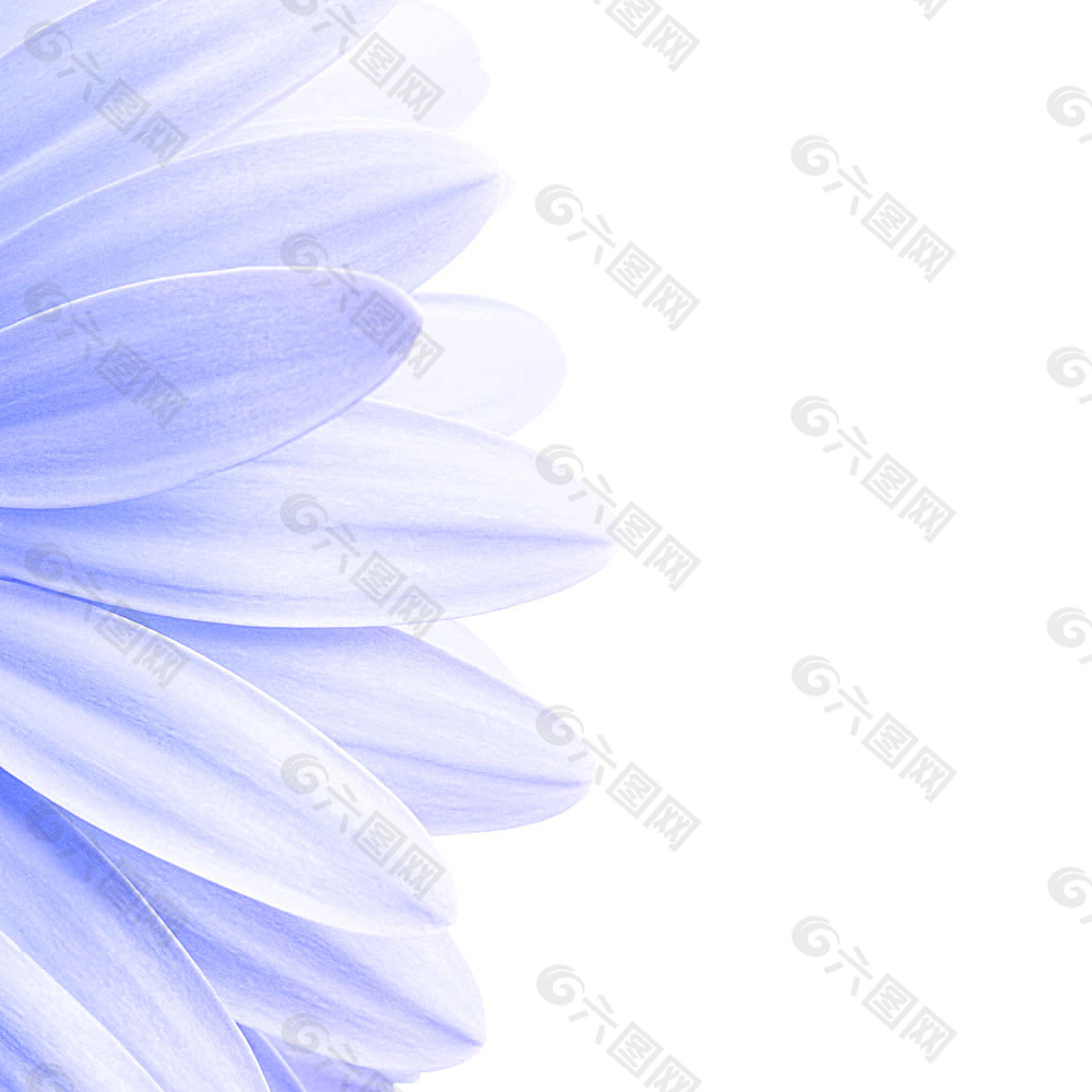 美丽鲜花背景背景素材免费下载(图片编号:5906293)-六图网