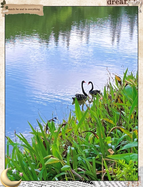 深圳大运神仙湖:不可错过的拍照圣地