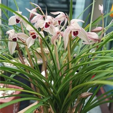 心心相印1苗2芽 - 中国兰花交易网