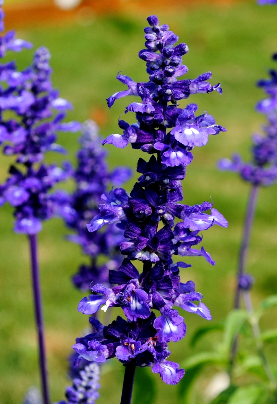 香水植物薰衣草