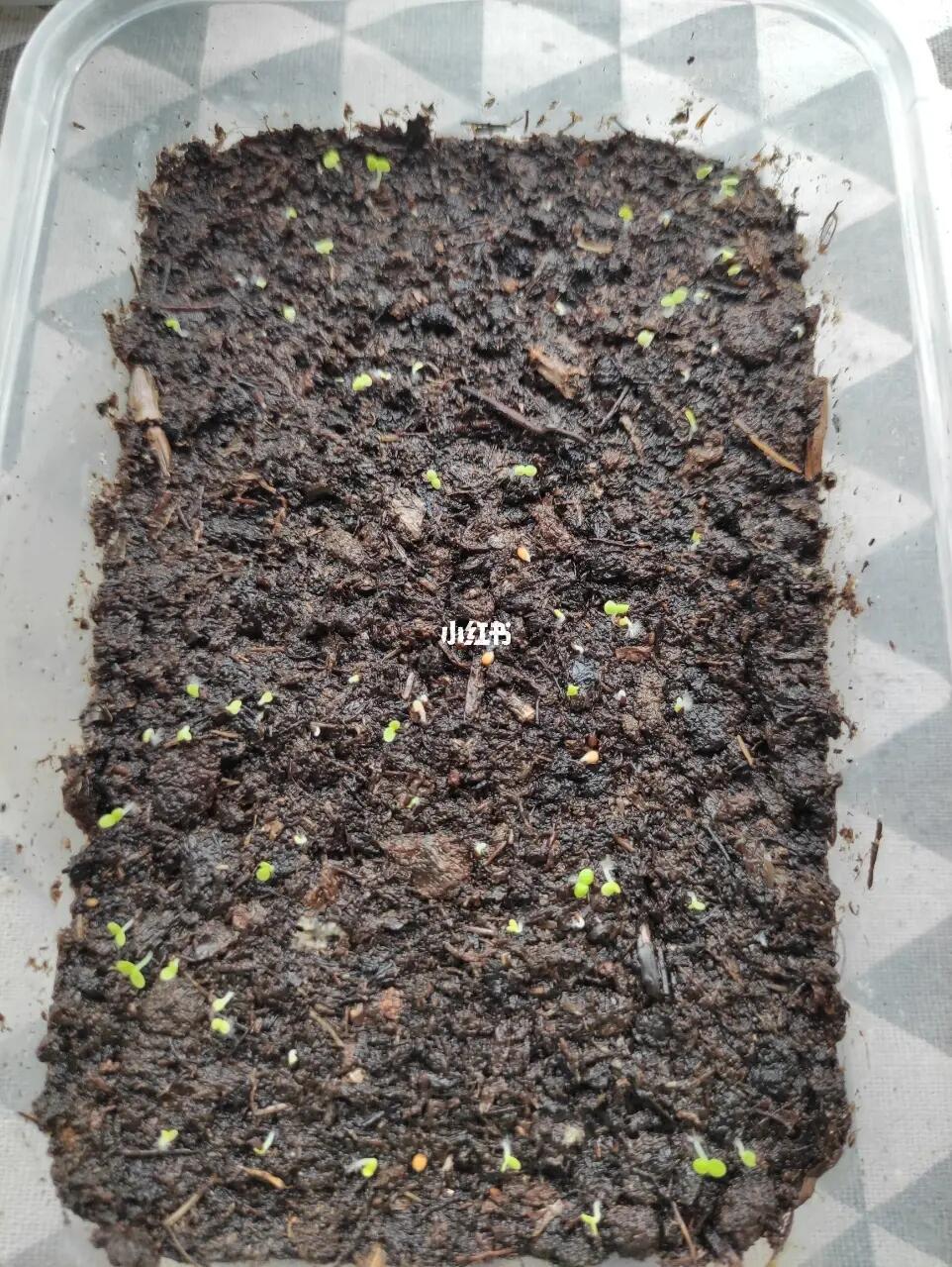 最近降温播了些自收的瓜叶菊种子