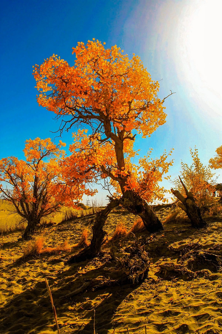 中国最美六大胡杨林,上帝赐予最美的秋色-旅游资讯-旅游先遣队-杭州19