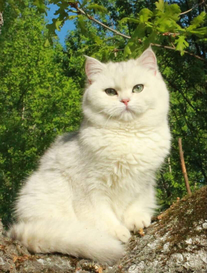 两者具体区别最明显的就在眼睛:银点蓝色眼睛,银渐层绿色.