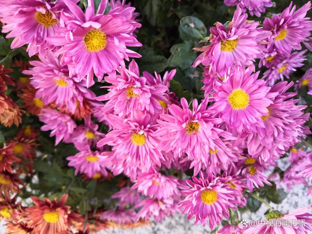 明星代言广告费价目表