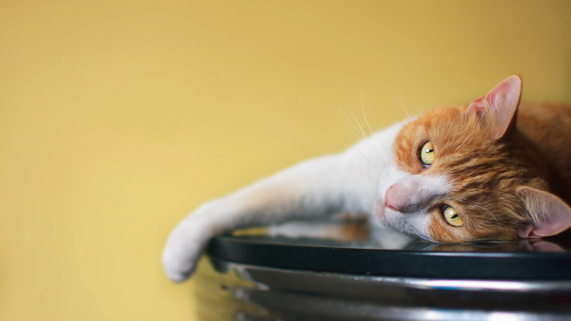 可爱的宠物猫咪高清宽屏桌面壁纸