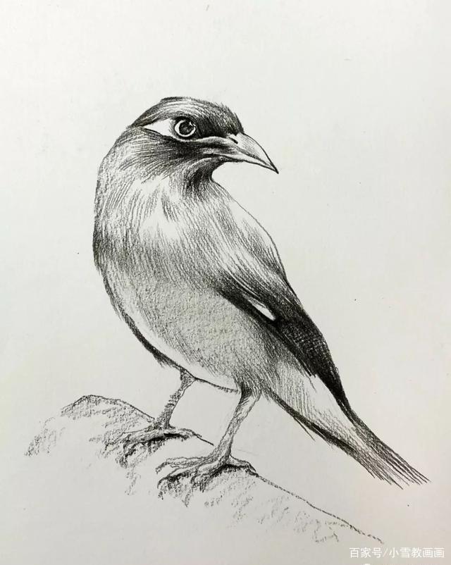 你画过小鸟吗?教你用素描快速画一只小鹩哥鸟