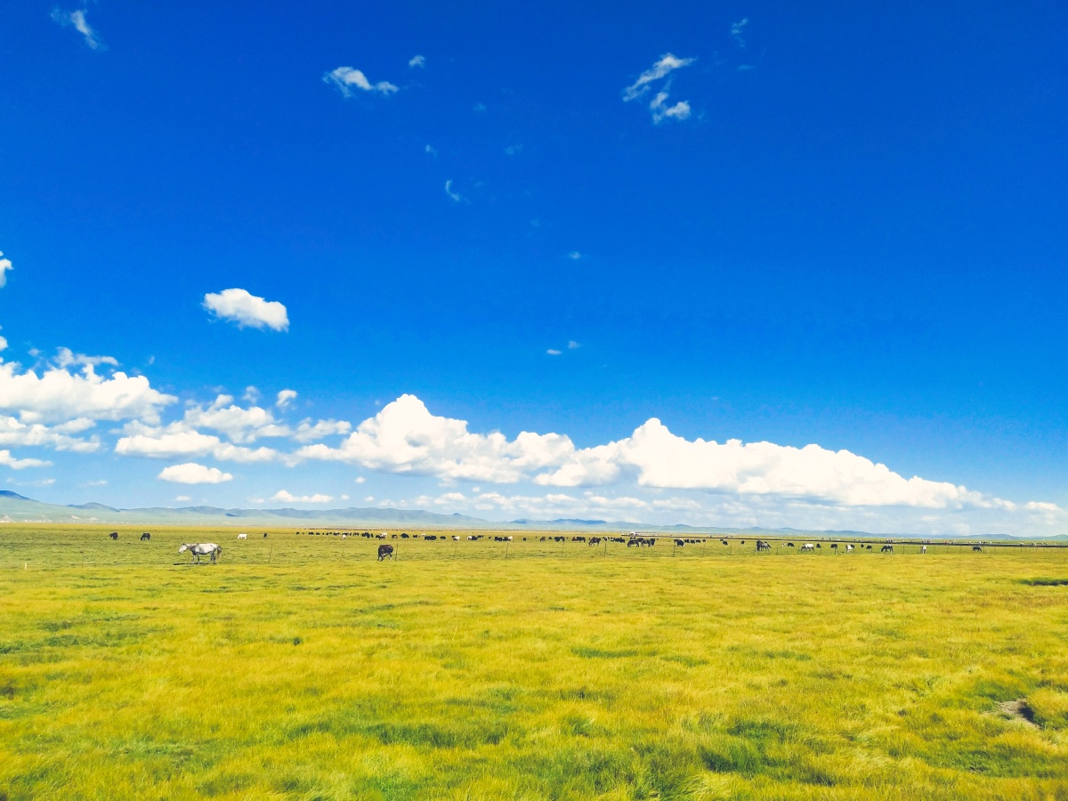 若尔盖大草原