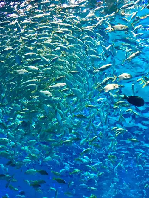 他们成群打转形成鱼的漩涡,又突然散开,海底世界真神奇