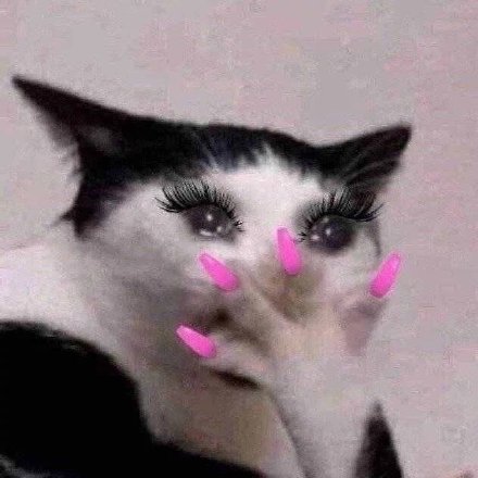 猫咪粉色指甲捂嘴流泪表情包_猫咪_指甲_粉色_捂嘴表情