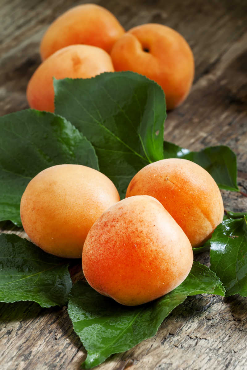 绿色叶子上美味的杏子