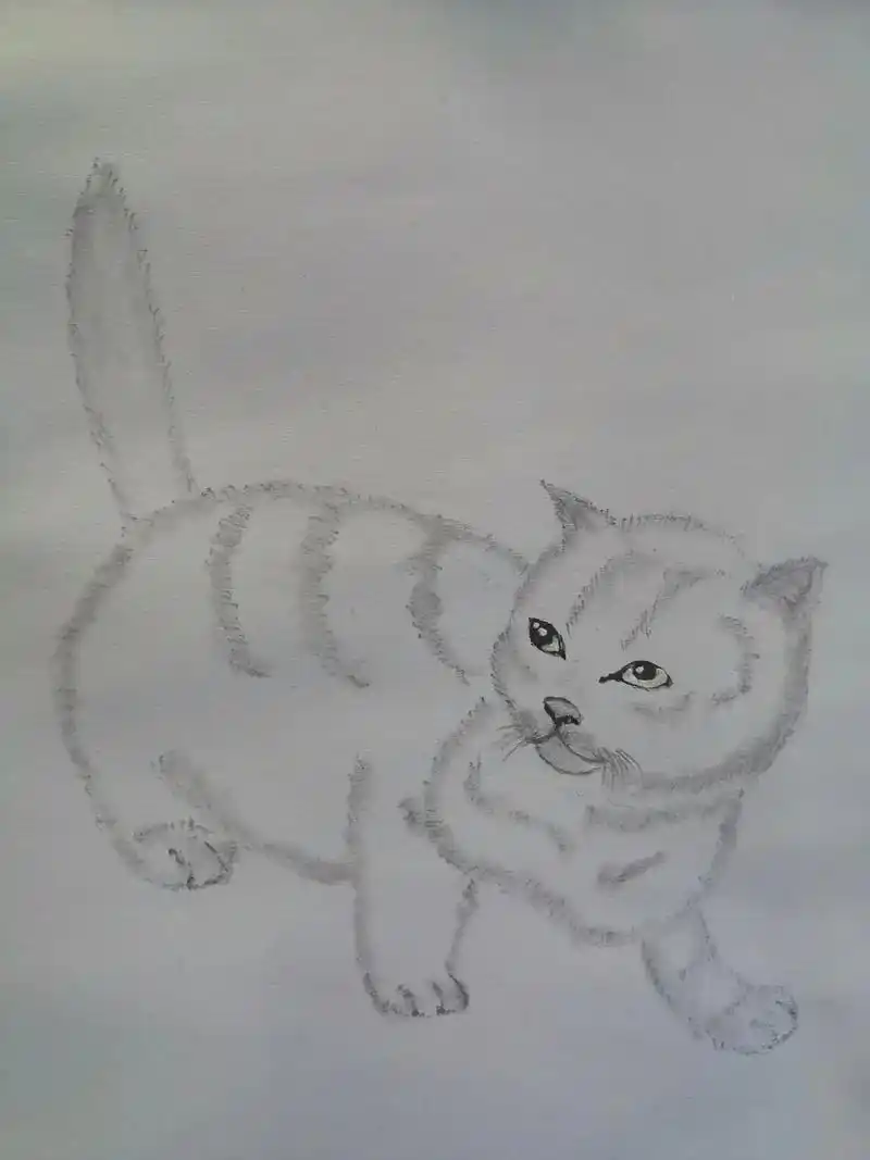 素描画动物练习之猫咪 - 抖音