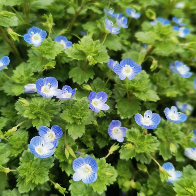 阿拉伯婆婆纳种籽花种子路边小蓝花河边二年生籽种子平卧新手播种