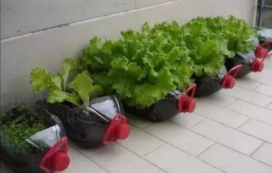 塑料瓶子不要扔阳台养花种菜都能用漂亮又美观