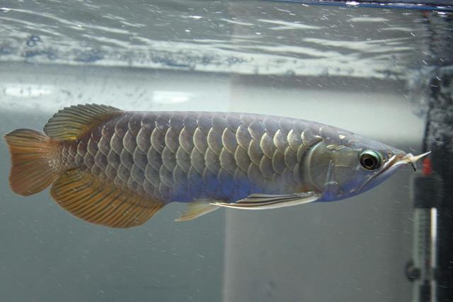 银龙鱼一般是喜欢开灯还是不开灯的环境?