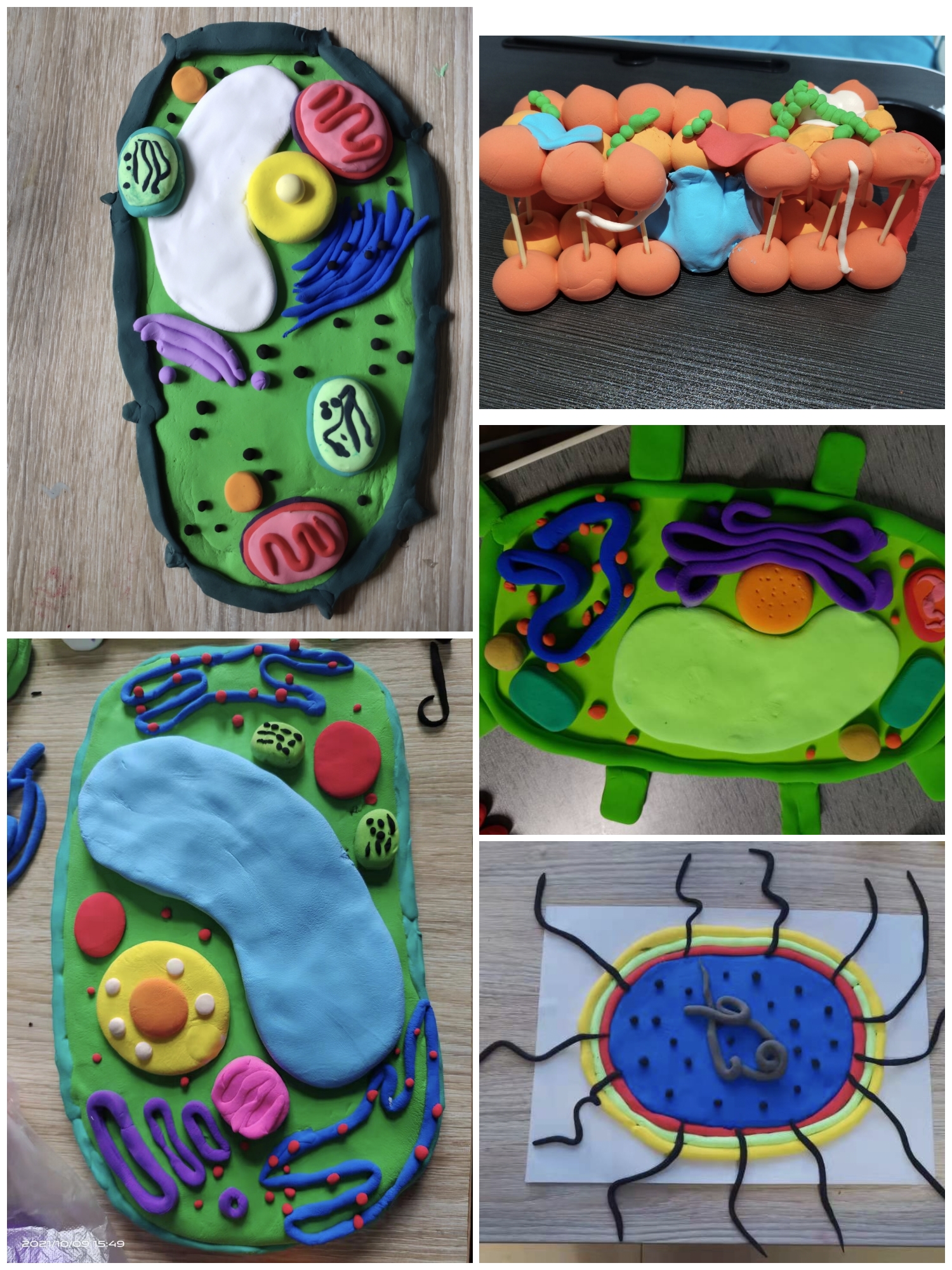 她表示,此次生物模型制作,应秉承"教具优先,娱乐在后"的原则,所