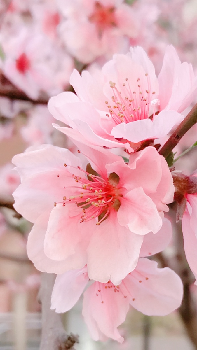 又是一年春来到桃花朵朵开