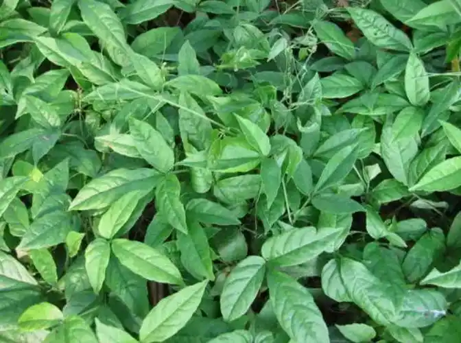 三叶青药用价值有哪些_美健品招商网