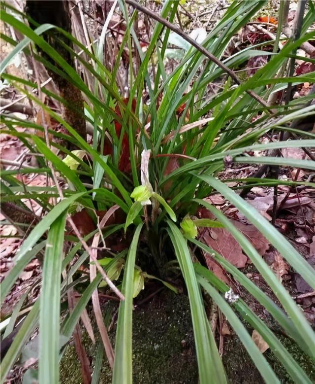 上山寻兰如何识别精品兰花?记住以下几点,你也能成为高手