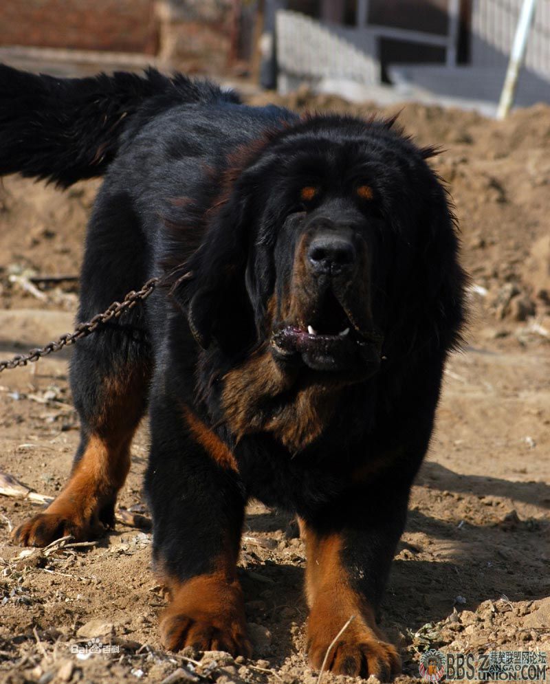 请问我这只藏獒好不好?是虎头还是狮头.谢谢.求答案.