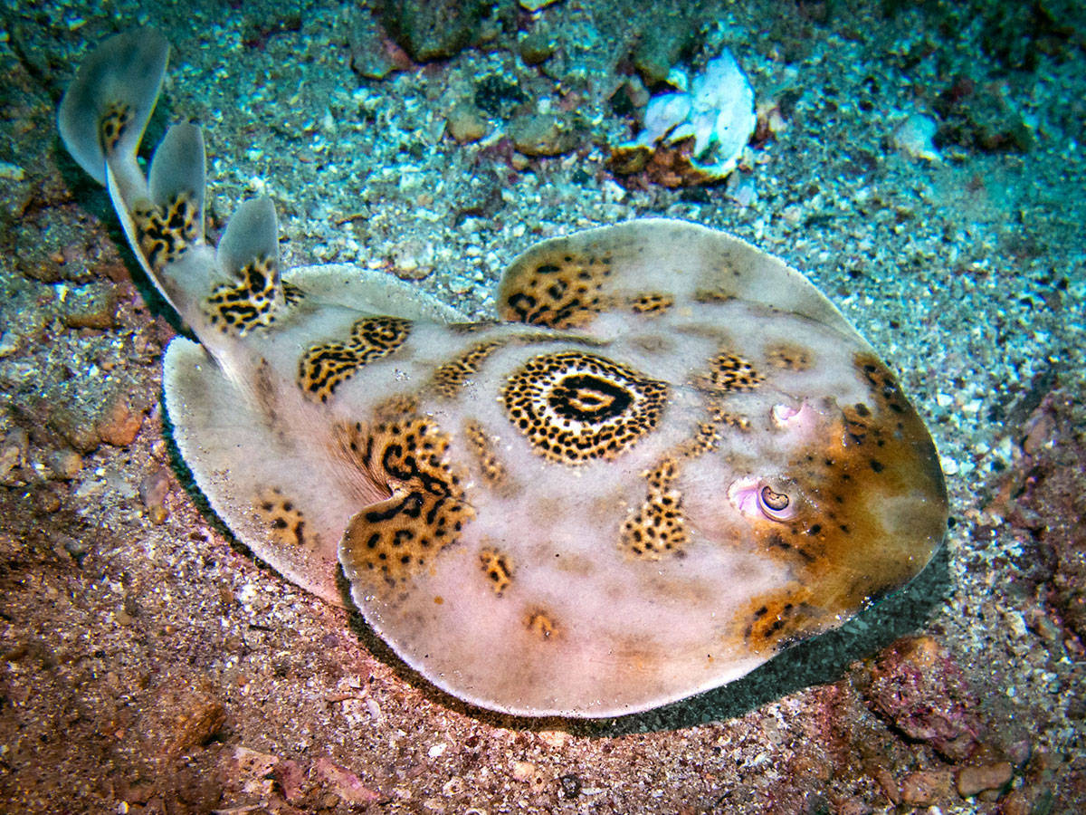 海洋生物大揭秘电鳐为什么可以电晕其他动物自己却安然无恙