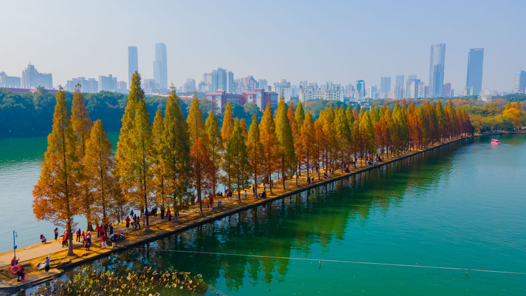 4k长沙烈士公园的冬日水杉,像极了一幅风景画