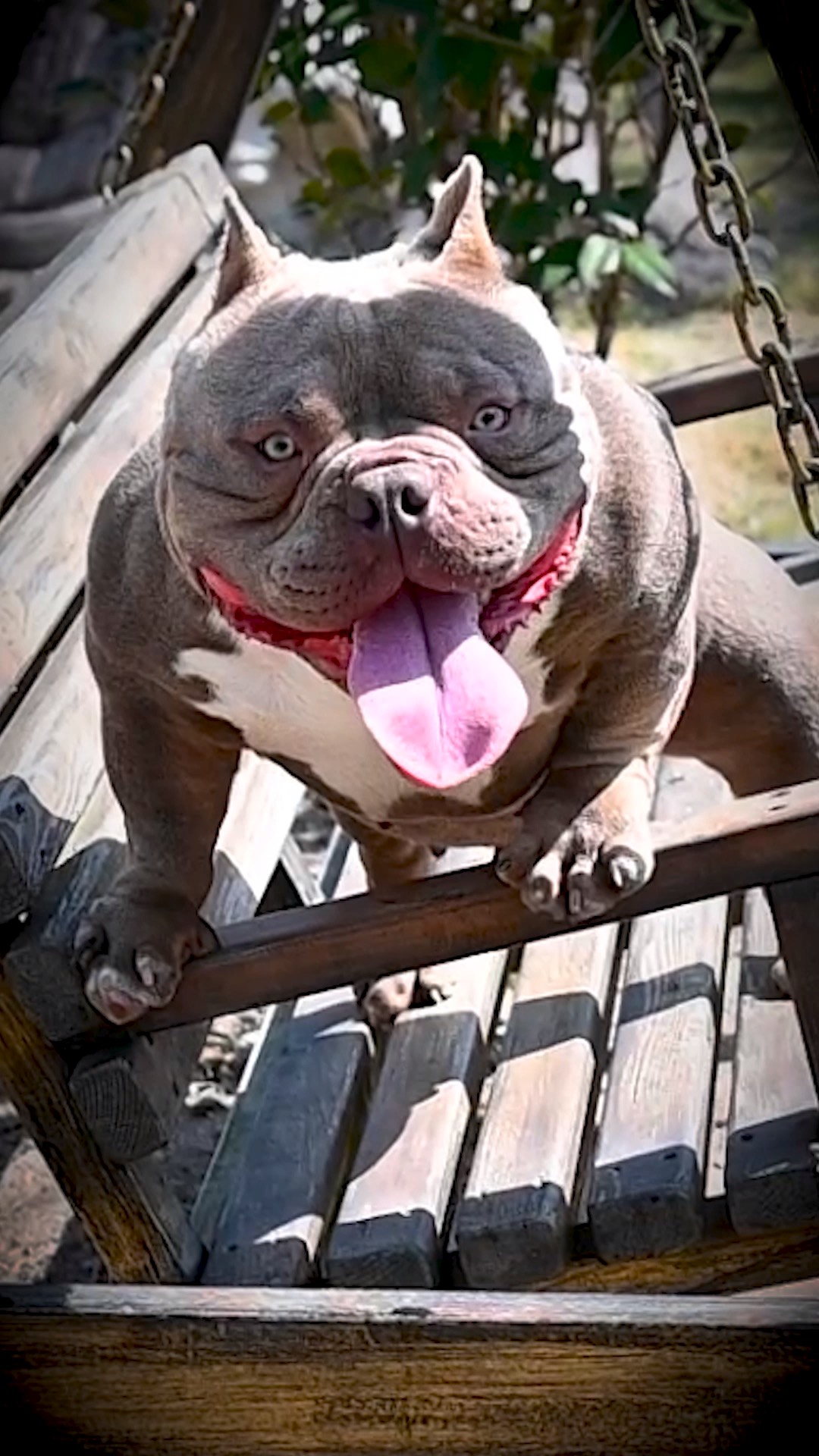 神兽出笼,各关各门[呲牙][呲牙][呲牙]#恶霸犬-度小视