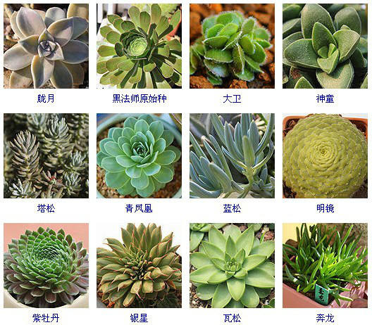 新手必备多肉植物常见品种区分(一目了然)