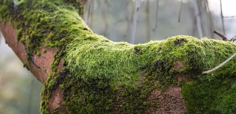 苔藓植物的主要特征