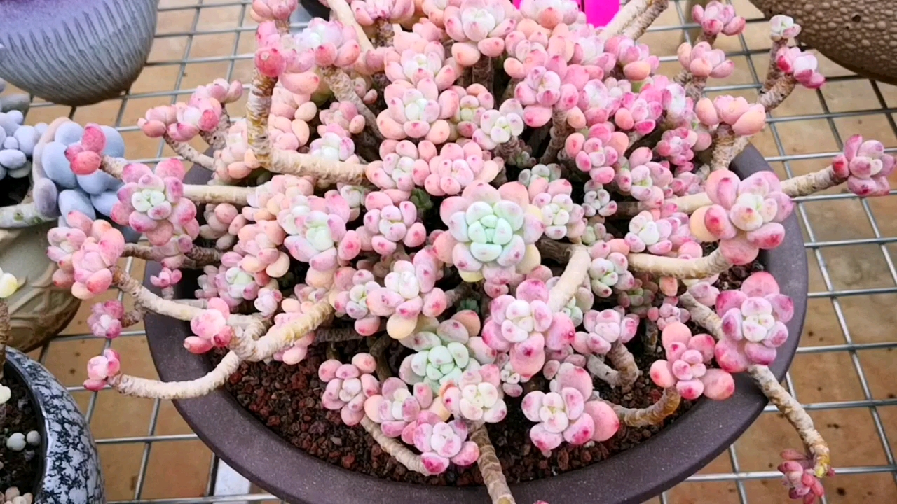 多肉植物#这才是罗琦老桩的最佳状态,美得让人无话可说!