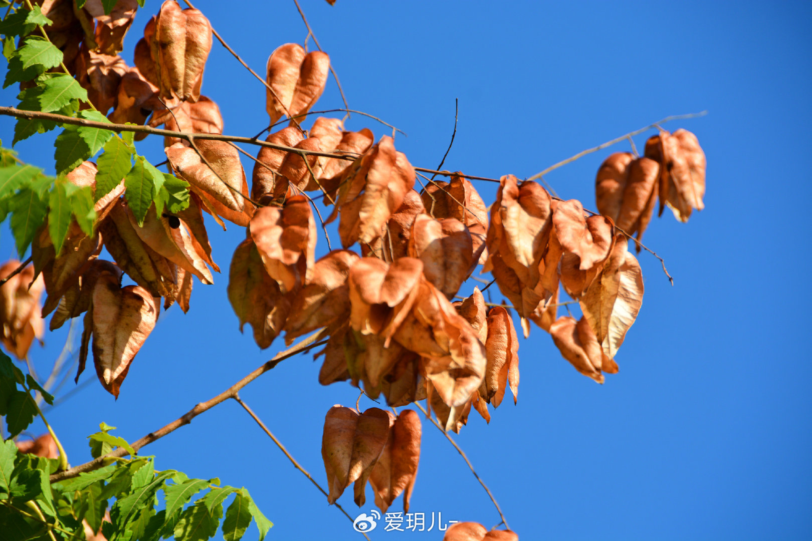 栾树果实,原创拍摄