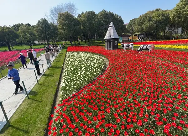 26个品种50万株郁金香绚烂绽放来静安大宁公园赴一场浪漫的春日之约