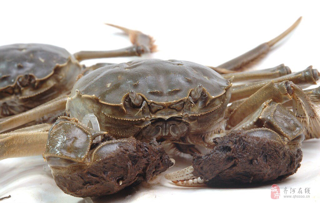 黄河口大闸蟹自即日起接受预订