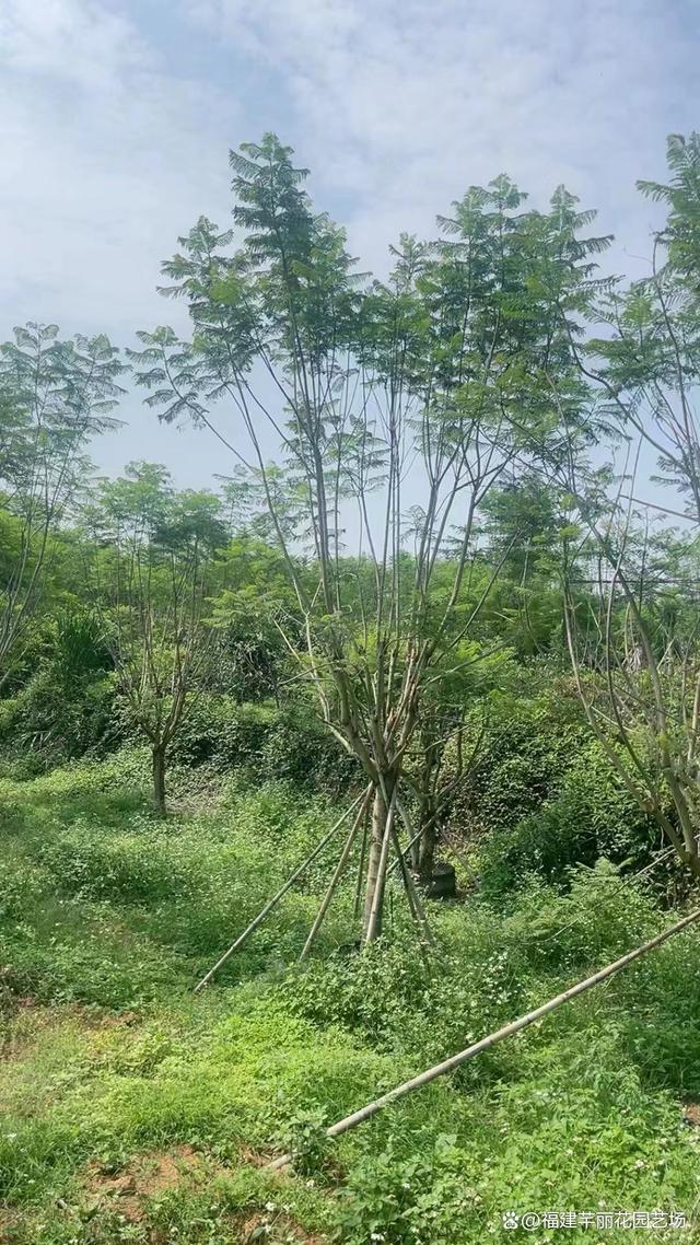 蓝花楹,这名字源自其绚丽的蓝紫色花朵,是一种魅力非凡的落叶乔木.