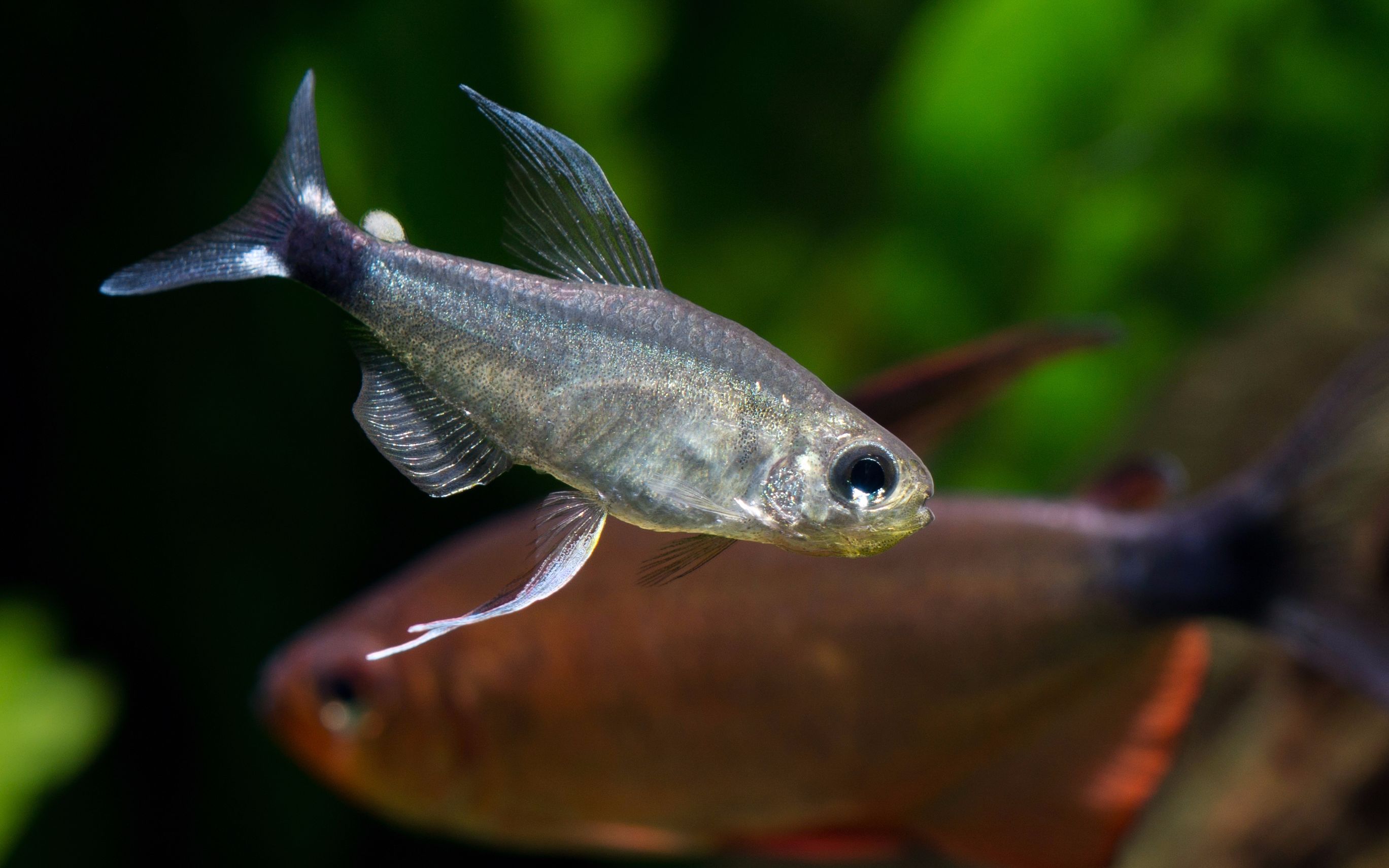 【自家鱼缸】 【灯鱼】 【热带鱼】大帆月光 02