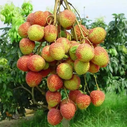 广西新鲜妃子荔枝王水果