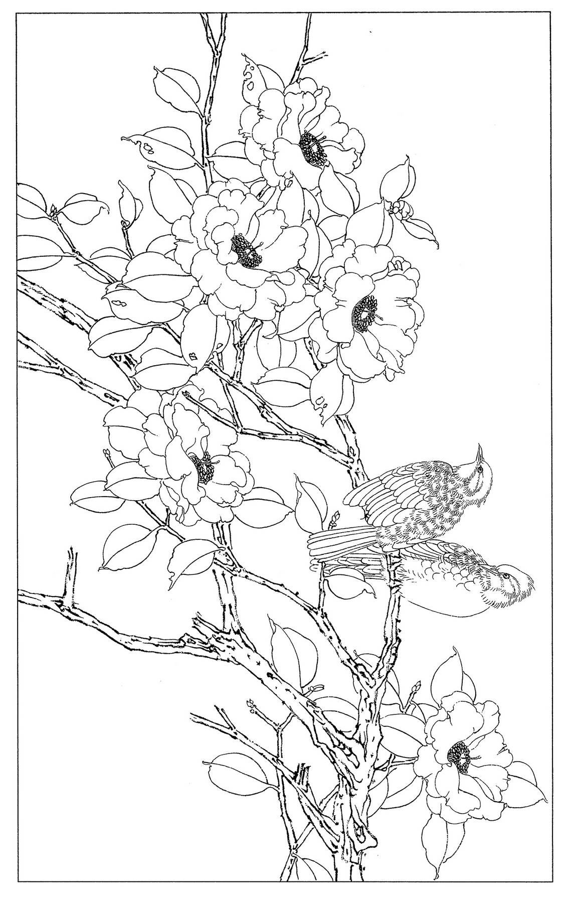 工笔画茶花白描线稿素材高清图