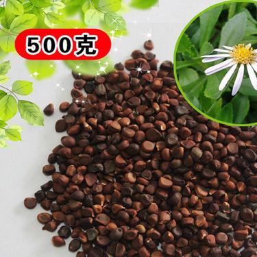 出售新采收 马莲花种子 马兰草种子 马莲种子草坪种子