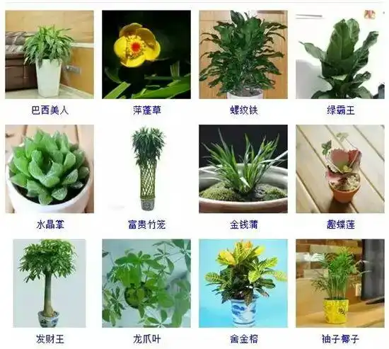 96种室内植物图片及名称,室内植物品种大全(图片)